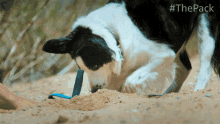 Digging Ace GIF