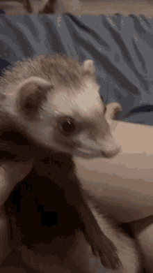a person is holding a ferret in their arms and it looks like it is looking at the camera .