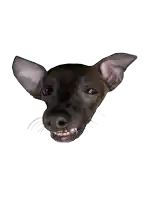 a close up of a small black dog 's face with a white background