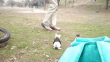 a small dog wearing a black sweater is standing next to a person 's feet