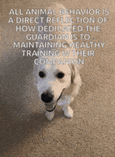 a picture of a white dog with a caption that says all animal behavior is a direct reflection of how dedicated the guardian is