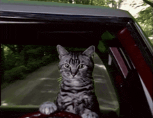 a cat is sitting in the driver 's seat of a car looking out the window