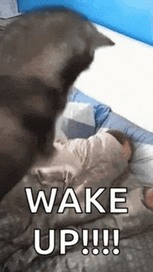 Wake Up Attack GIF - Wake Up Attack Wake Up Meme GIFs