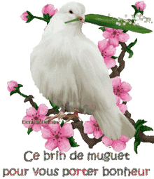 muguet oiseau peace paix 1er mai