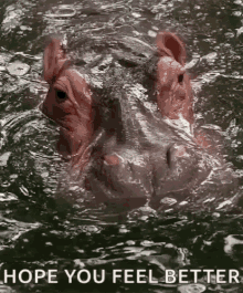Hippo Hippopotamus GIF - Hippo Hippopotamus Funny Animals GIFs