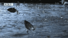 Flying Fish Jumping GIF - Flying Fish Jumping - Discover & Share GIFs