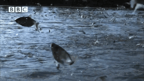 Jumping Fish GIF - BBC Fish Jumping - Discover & Share GIFs
