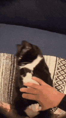 Cat Animal GIF - Cat Animal Blanket GIFs