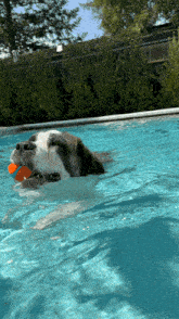 Dog Swim GIF - Dog Swim GIFs