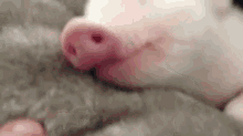pet pig pigglet dream sleep