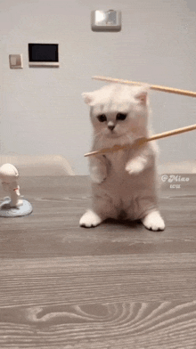 Mishachu Cat Squish GIF - Mishachu Cat Squish Cat Chopsticks GIFs