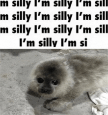 a picture of a seal that says i 'm silly