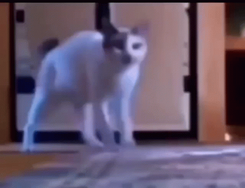 cat walking on hind legs gif