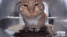 Mr Fresh Cat Meme GIF