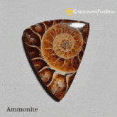 Ammonite Gemstone Ammonite Gemstone Meaning GIF - Ammonite Gemstone Ammonite Gemstone Meaning Ammonite Stone GIFs