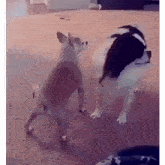 two dogs are standing next to each other in a living room .