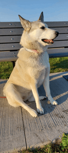 a husky dog is sitting on a park bench with its mouth open