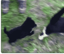 Short Cat GIF - Short Cat Dog GIFs