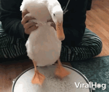 Drumming Duck GIF
