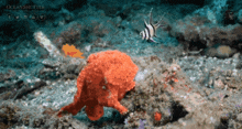a coral reef with a fish and a sponge and the words ocean shutter at the bottom