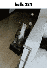 a picture of a cat with the words balls 284 underneath it