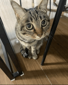 a cat is sitting under a table and looking up at the camera