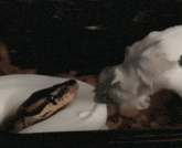 a close up of a snake laying on a plate