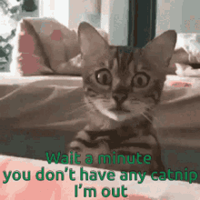 Cat Wait A Minute GIF - Cat Wait A Minute You Dont Have GIFs