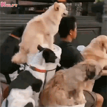 The Traveling Dog Man Dogs GIF - The Traveling Dog Man Dogs Gif GIFs
