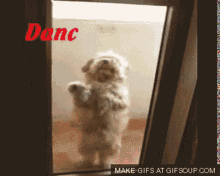 Dog Dancing Dog GIF - Dog Dancing Dog Cute GIFs
