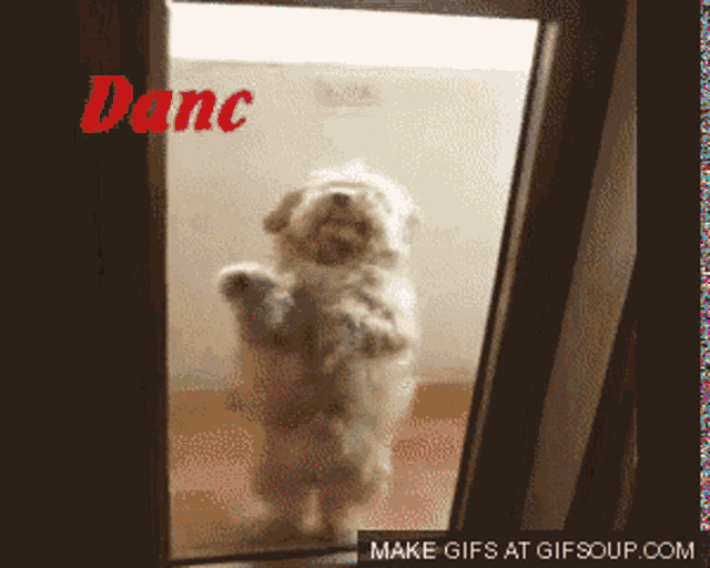 funny dancing dog gifs