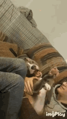 Dogs Trouble GIF - Dogs Trouble Caught GIFs