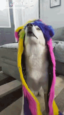Our Diva Shelby Dog GIF - Our Diva Shelby Dog Cute GIFs