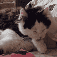 Cute Cat GIF - Cute Cat Paw GIFs