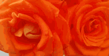 a close up of two bright orange roses