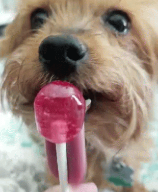 Dogs Suckers GIF - Dogs Suckers Candy GIFs