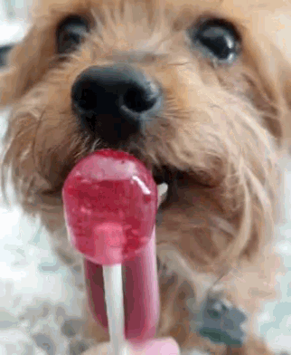 Dogs Suckers GIF - Dogs Suckers Candy GIFs