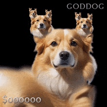 Goddog Oooooo GIF - Goddog Oooooo Crypto GIFs