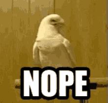 a white parrot is sitting on a branch next to the word nope