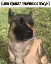 Dog Butterfly GIF - Dog Butterfly Dog With Butterfly GIFs