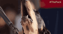 Howl The Pack GIF - Howl The Pack Excited GIFs