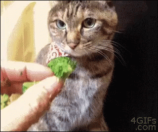 Funny GIFs Of Animals That Seriously Look Like They're Laughing - Animal  Gifs - gifs - funny animals - funny gifs