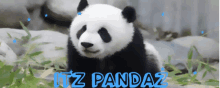 Itz Pandaz GIF - Itz Pandaz GIFs