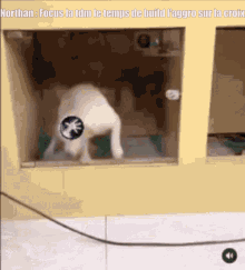 a picture of a dog looking out a window with the caption northan focus la tdm le temps de build