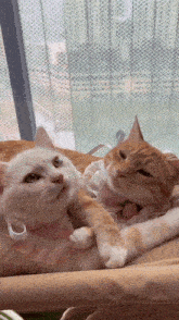 Cat Love Kiss GIF - Cat Love Kiss Hug GIFs