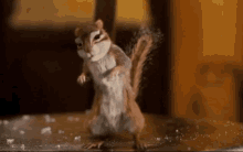A GIF - Squirrel Shocked GIFs
