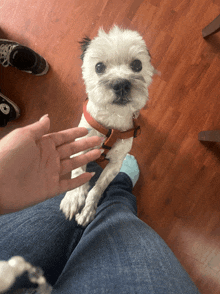 a small white dog wearing a red harness looks at the camera