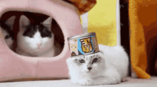 a cat is laying on the floor next to a can of tuna on its head .