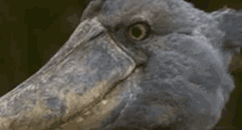 Shoebill Bird GIF - Shoebill Bird Eye GIFs