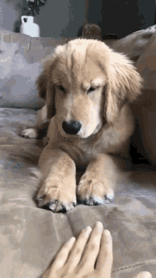 Dog Getting Frustrated GIF - Dog Getting Frustrated Stop It GIFs